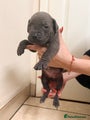 Cane Corso Puppy 8
