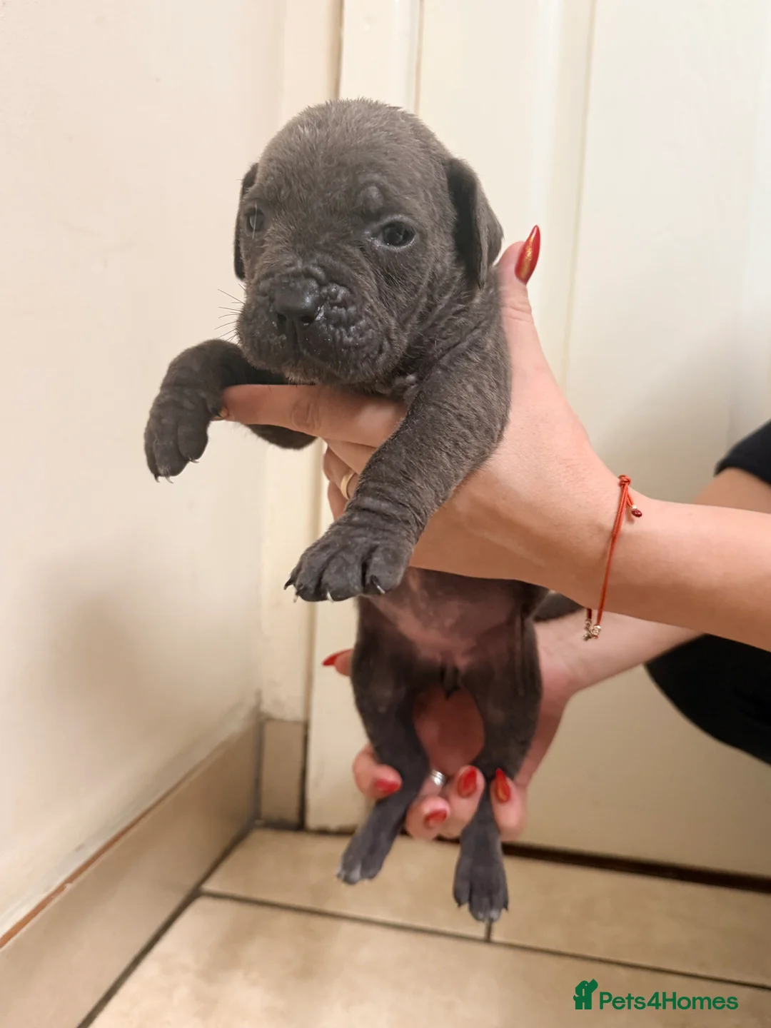 Cane Corso dogs for sale: Beautiful Cane Corso puppies available - Advert 24