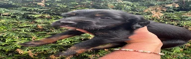 Sprocker 5
