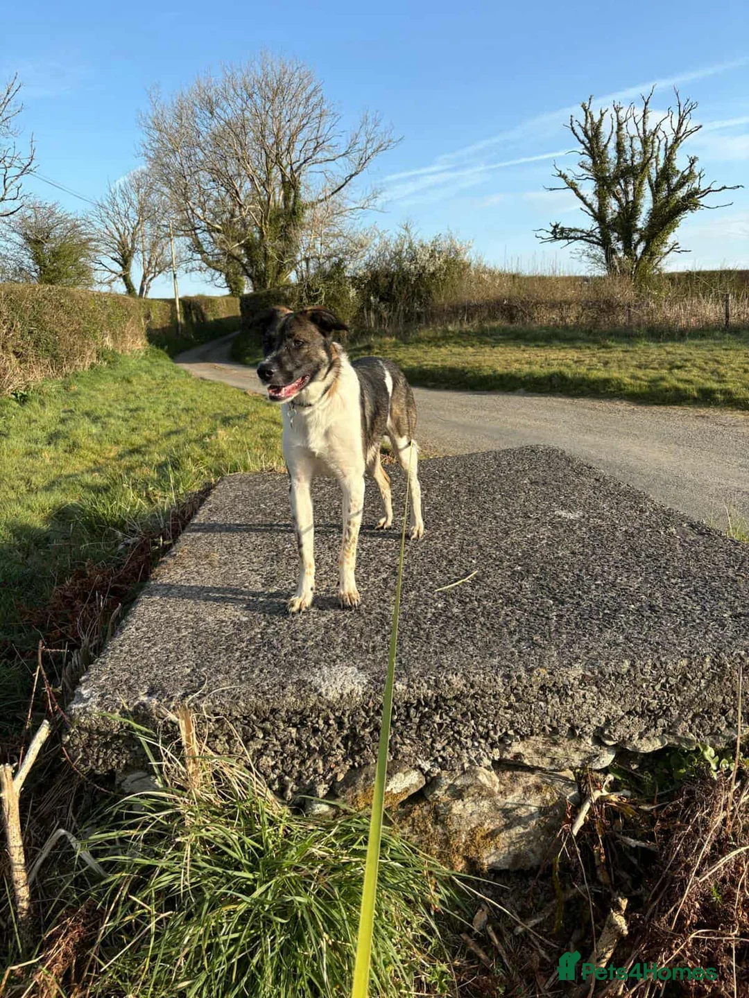 Mixed Breed dogs for adoption: ASTRO - Advert 11