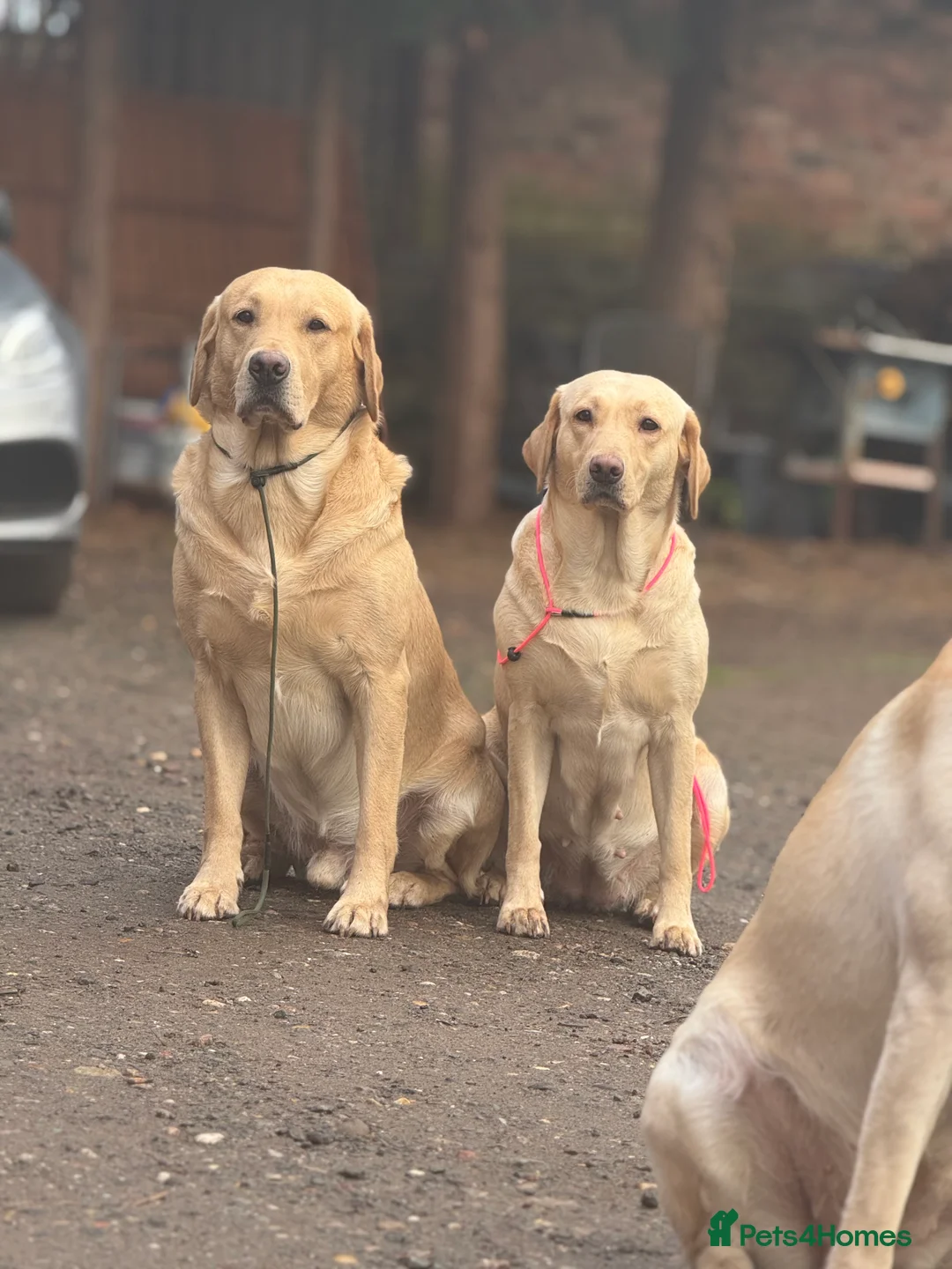 Labrador Retriever dogs for sale: Ftch sired litter proven working dogs  - Advert 2