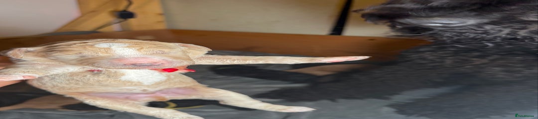 Goldendoodle Puppy 4