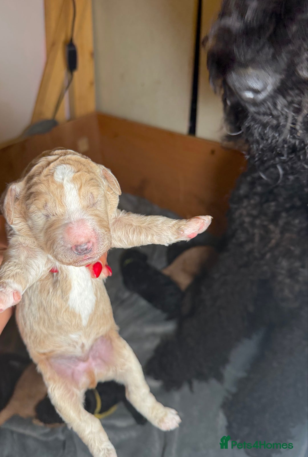 Goldendoodle dogs for sale: Beautiful Rainbow Litter of Goldendoodles - Advert 26