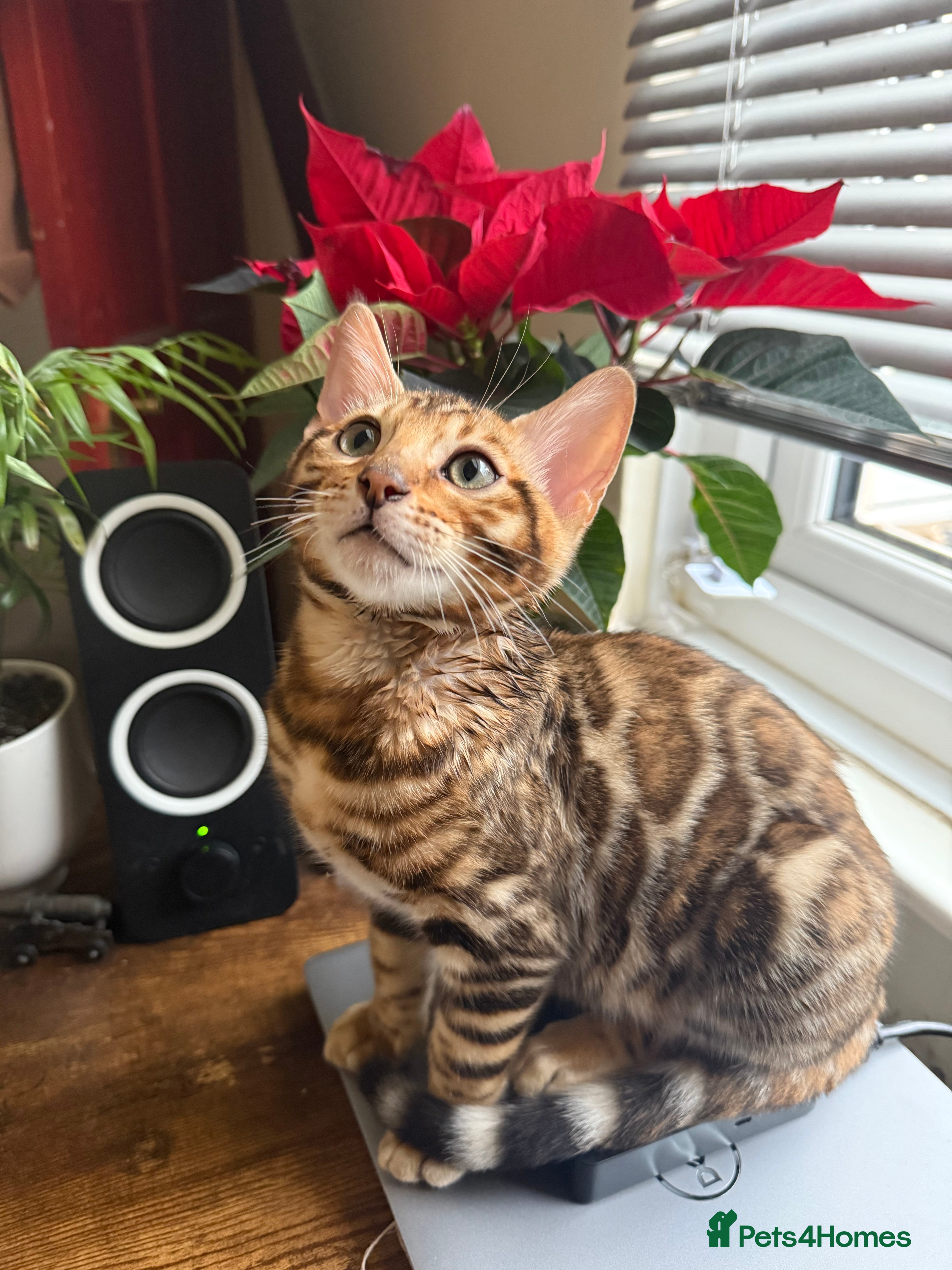 Bengal cats Bengal kittens  - Advert 3