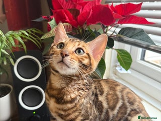 Bengal cats Bengal kittens - Advert 1