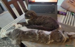 Maine Coon cats for sale: Three adorable Main kittens  - Image 14