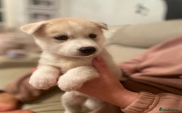 Siberian Husky dogs for sale: Beautiful Husky Puppies  - Image 4