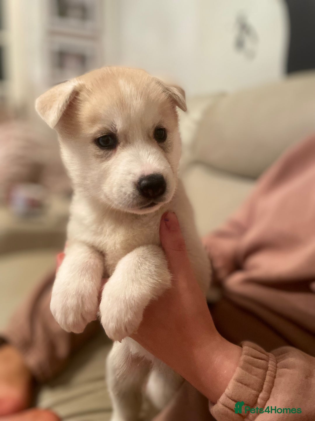 Siberian Husky dogs for sale: Beautiful Husky Puppies  - Image 4