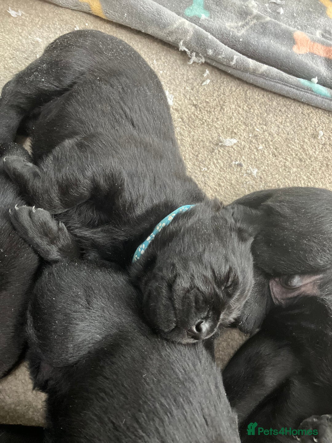 Labrador Retriever dogs for sale: Litter of 10 Beautiful black Puppies - Advert 5