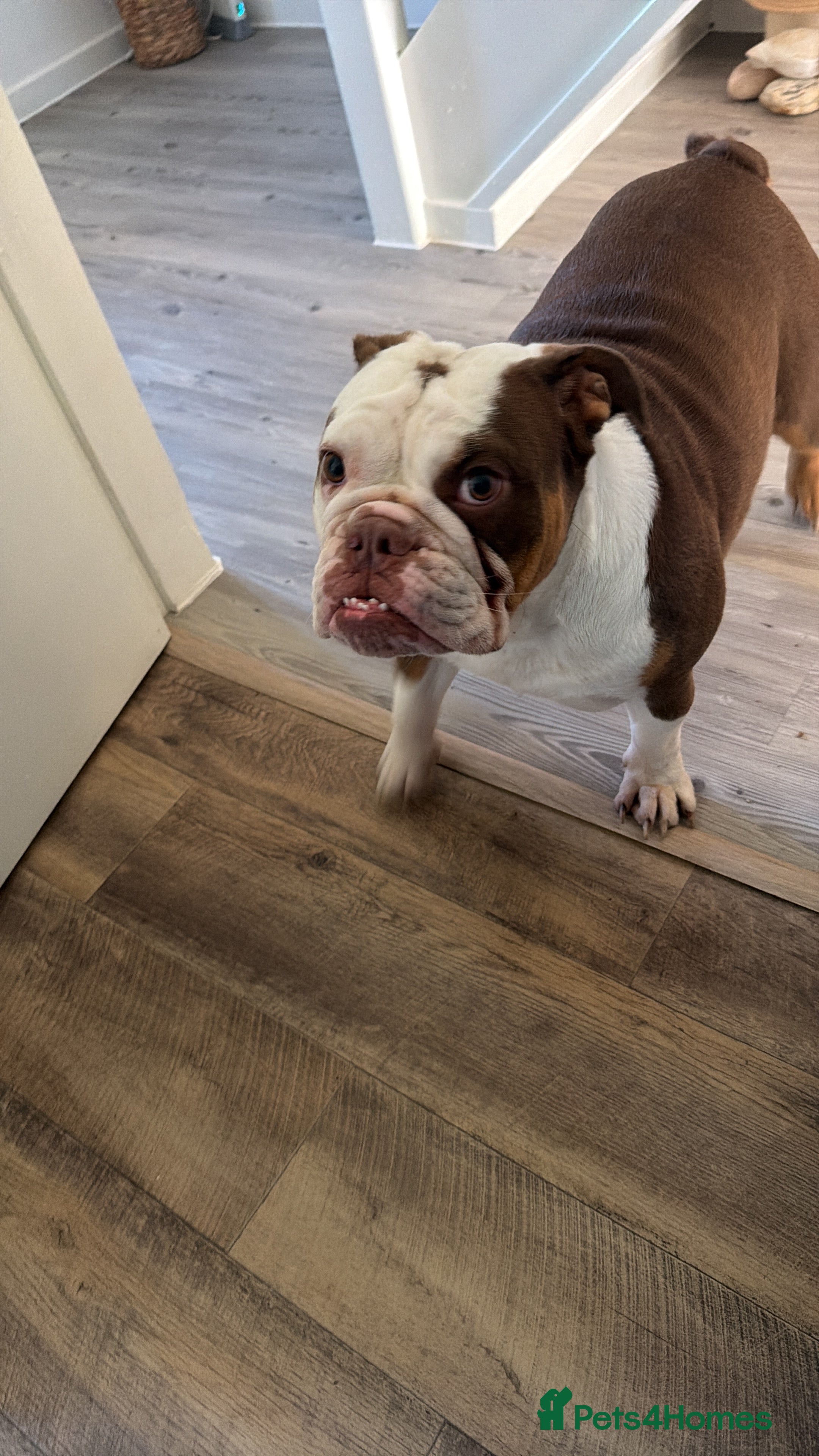 English Bulldog dogs Beautiful female bulldog  - Advert 1