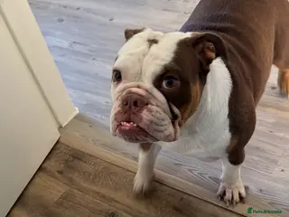 English Bulldog dogs Beautiful female bulldog - Advert 2