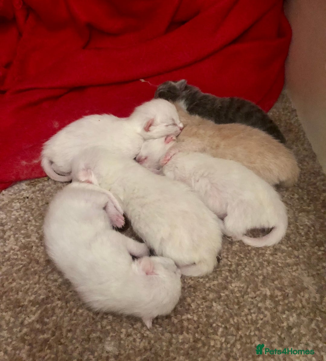 Persian cats for sale: Gorgeous Persian Cross Kittens  - Image 13