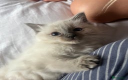 Ragdoll cats for sale: Amazing pure bred ragdolls  - Image 4