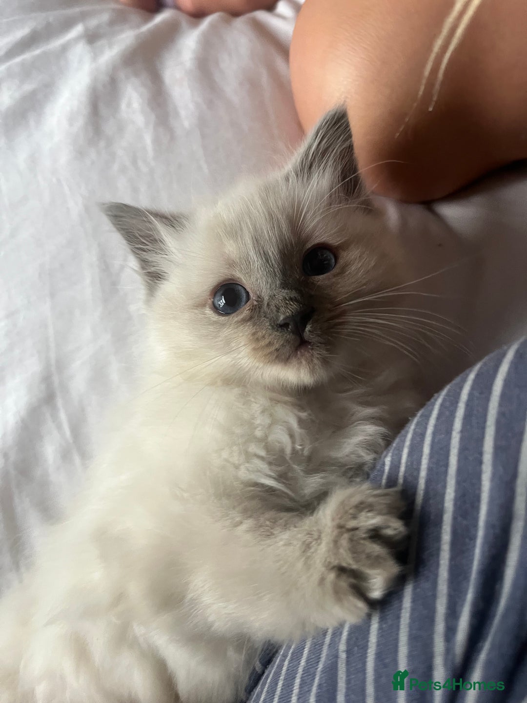 Ragdoll cats for sale: Amazing pure bred ragdolls  - Image 4