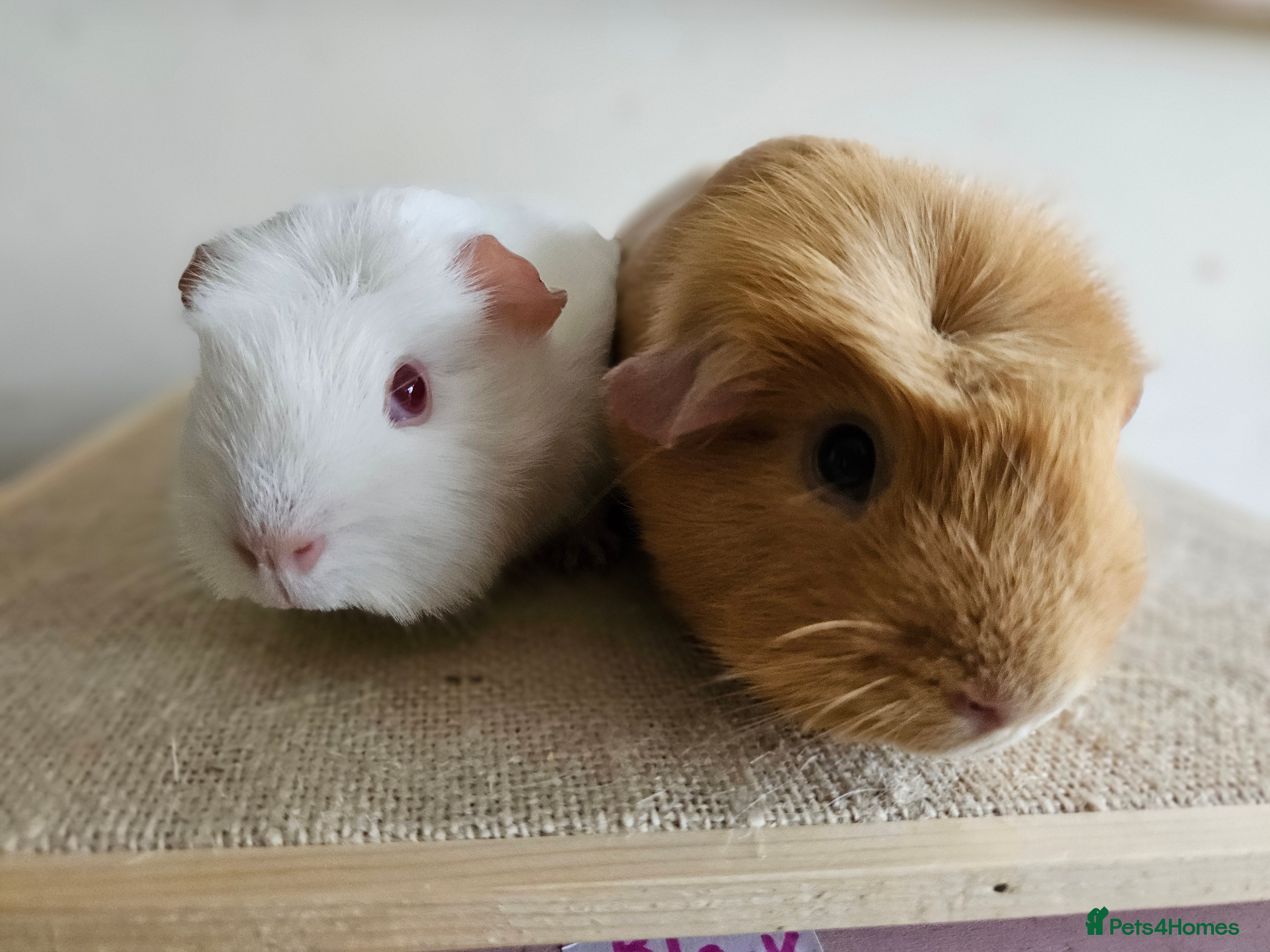 Guinea Pig rodents Bonded pairs of baby/young male guinea pigs - Advert 9