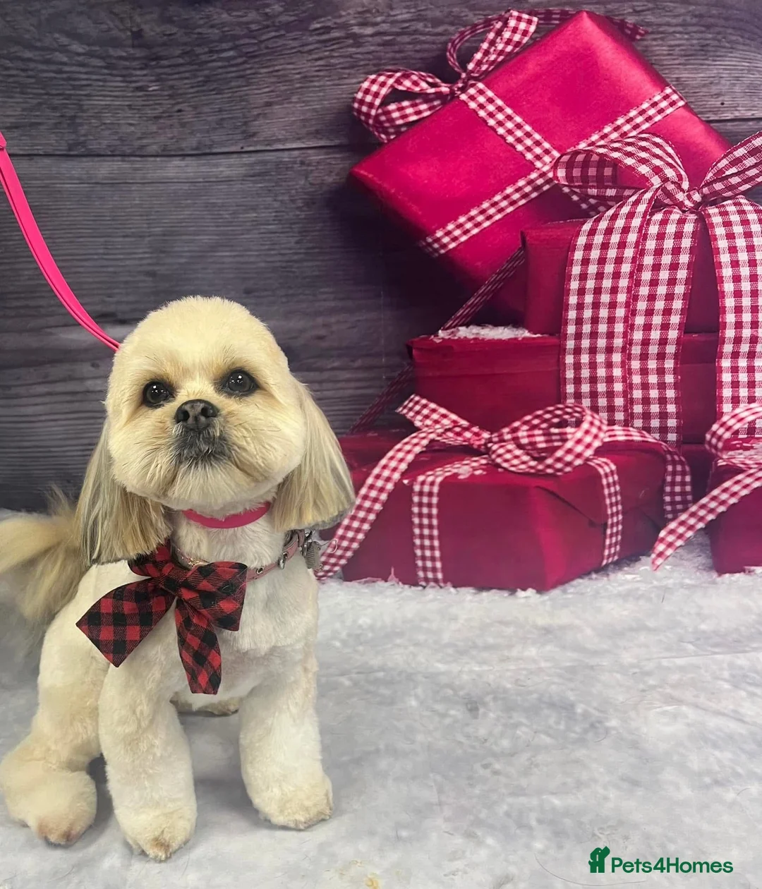 Lhasa Apso dogs for sale: Beautiful kc reg Lhasa apso pups  - Advert 1