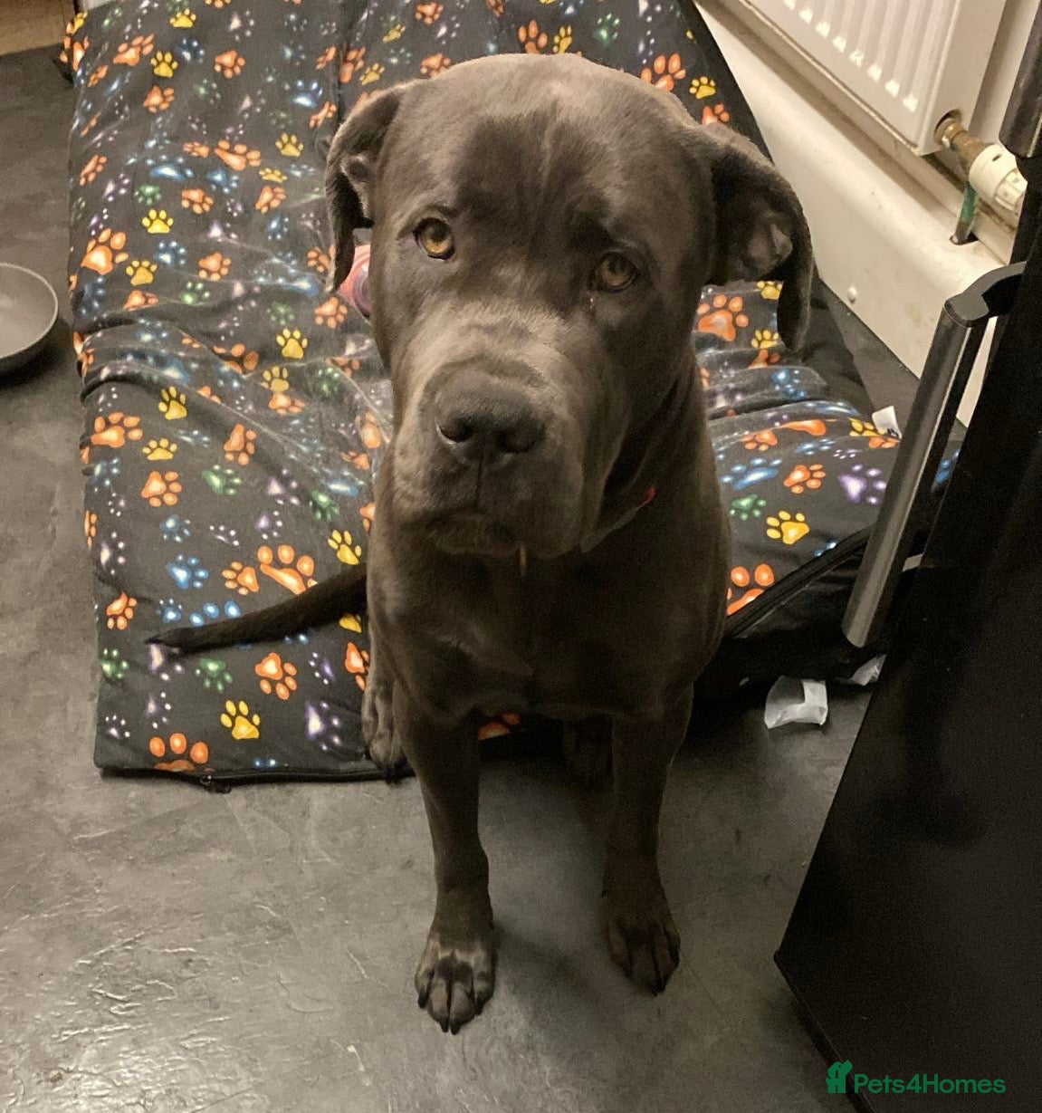 Cane Corso dogs Rehoming Koa  - Advert 2