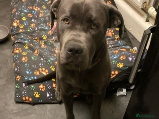 Cane Corso dogs Rehoming Koa - Advert 1