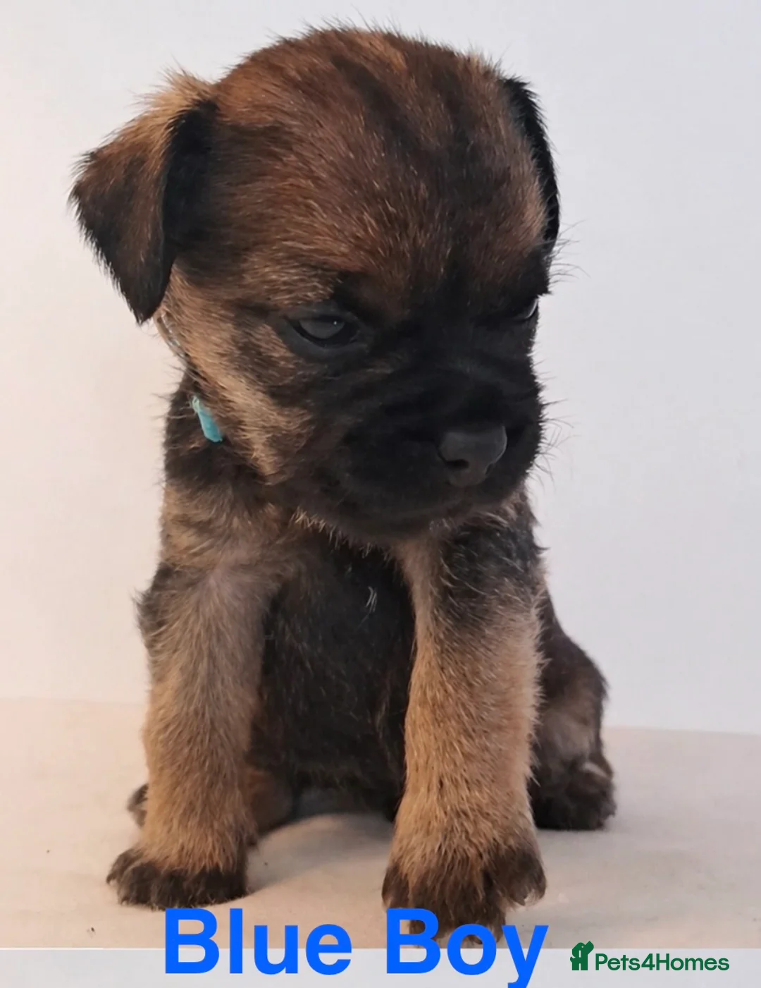 Border Terrier dogs for sale: Beautiful Borders - Advert 17