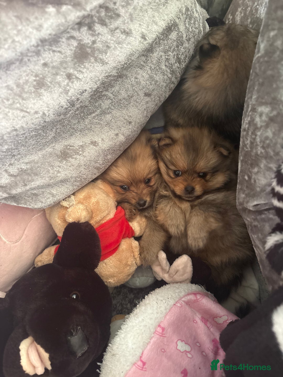 Pomeranian dogs for sale: Adorable Pomeranians - Advert 8