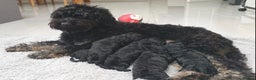 Miniature Poodle dogs for stud: Miniture Poodle for stud - SHORT NOTICE AVAILABLE in Coalville - Advert 29