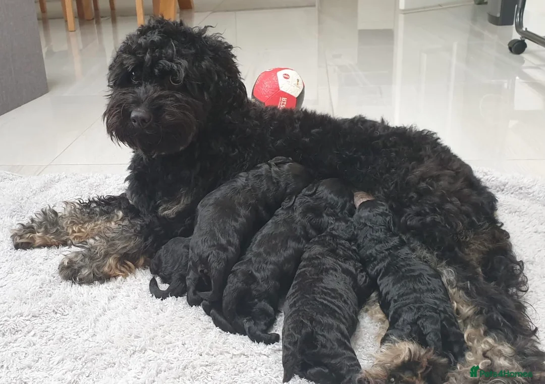 Miniature Poodle dogs for stud: Miniture Poodle for stud - SHORT NOTICE AVAILABLE in Coalville - Advert 29