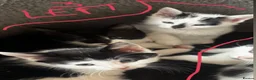 Mixed Breed cats for sale: kittens for reservation  - Advert 2