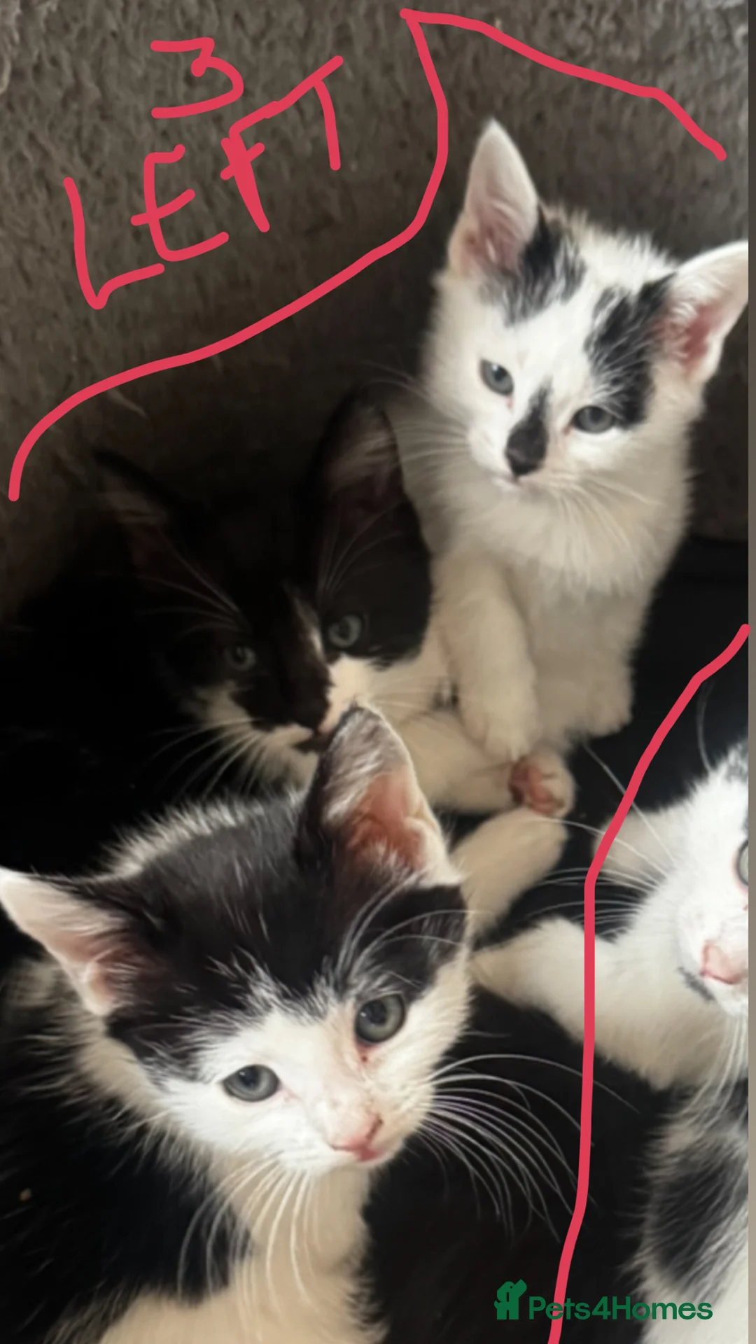 Mixed Breed cats for sale: kittens for reservation  - Advert 2