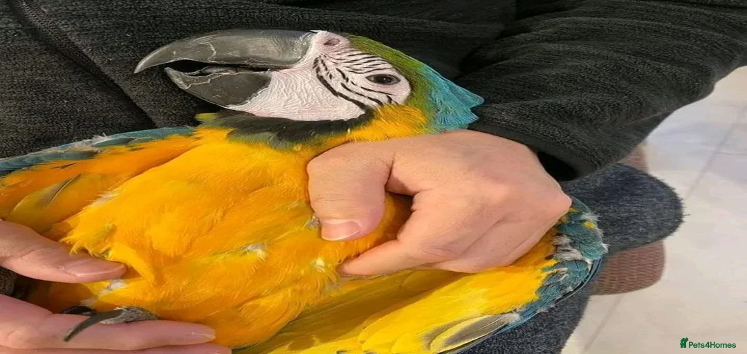 Gallery Image {{count}}