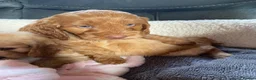 Cockapoo dogs for sale: Cockerpoo puppies - Advert 2