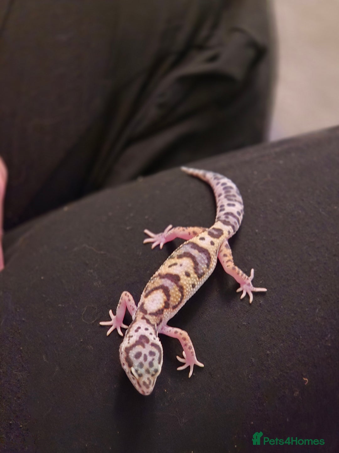 Gecko reptiles for sale: crested geckos, leopard geckos - Advert 21