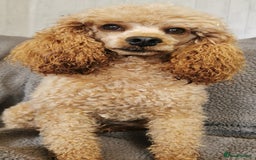 Cockapoo dogs for sale: Stunning Quality F1 Chocolate sable Cockapoo pups - Image 16