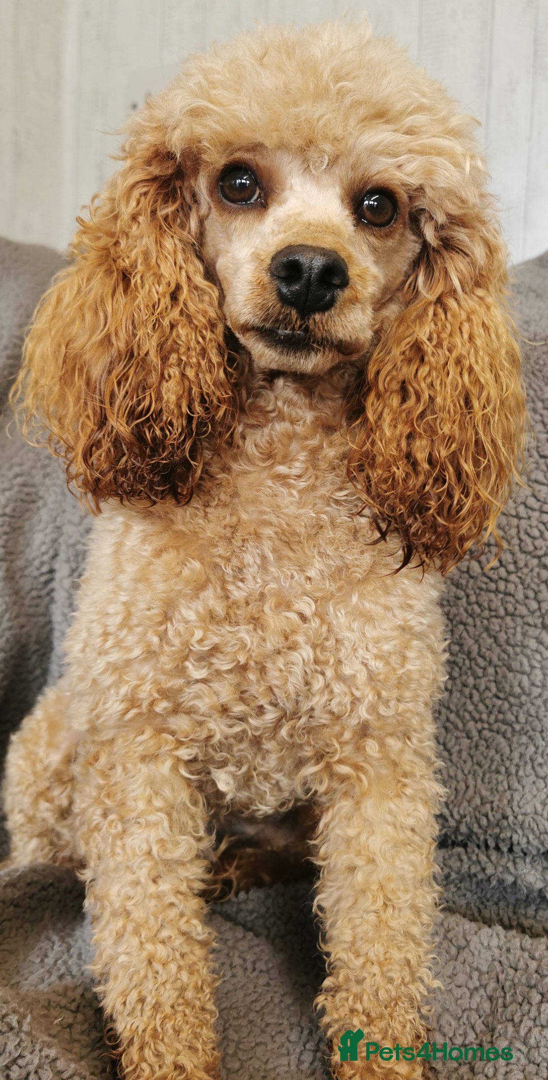 Cockapoo dogs for sale: Stunning Quality F1 Chocolate sable Cockapoo pups - Image 16