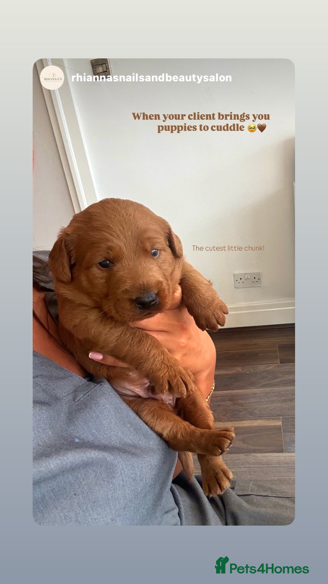 Labradoodle dogs Gorgeous Little labradoodle Boy Ready Soon - Advert 1