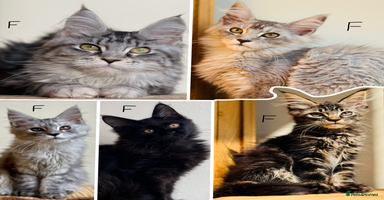 Maine Coon cats - Advert 5