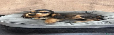 Cocker Spaniel 6