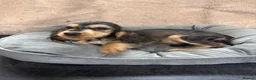 Cocker Spaniel dogs for sale: Adorable little show cocker spaniel pups  - Advert 13