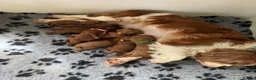 Cavapoo dogs for sale: F1 Red Toy Cavapoo Puppies 5* home bred DNA  - Advert 23