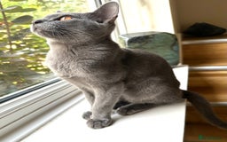 Asian cats for sale: Last Blue Asian boy ready for a loving family - Image 1