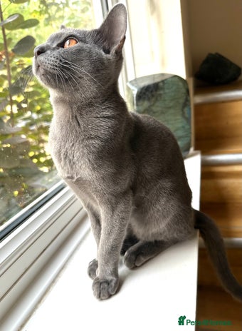 Asian cats - Advert 2