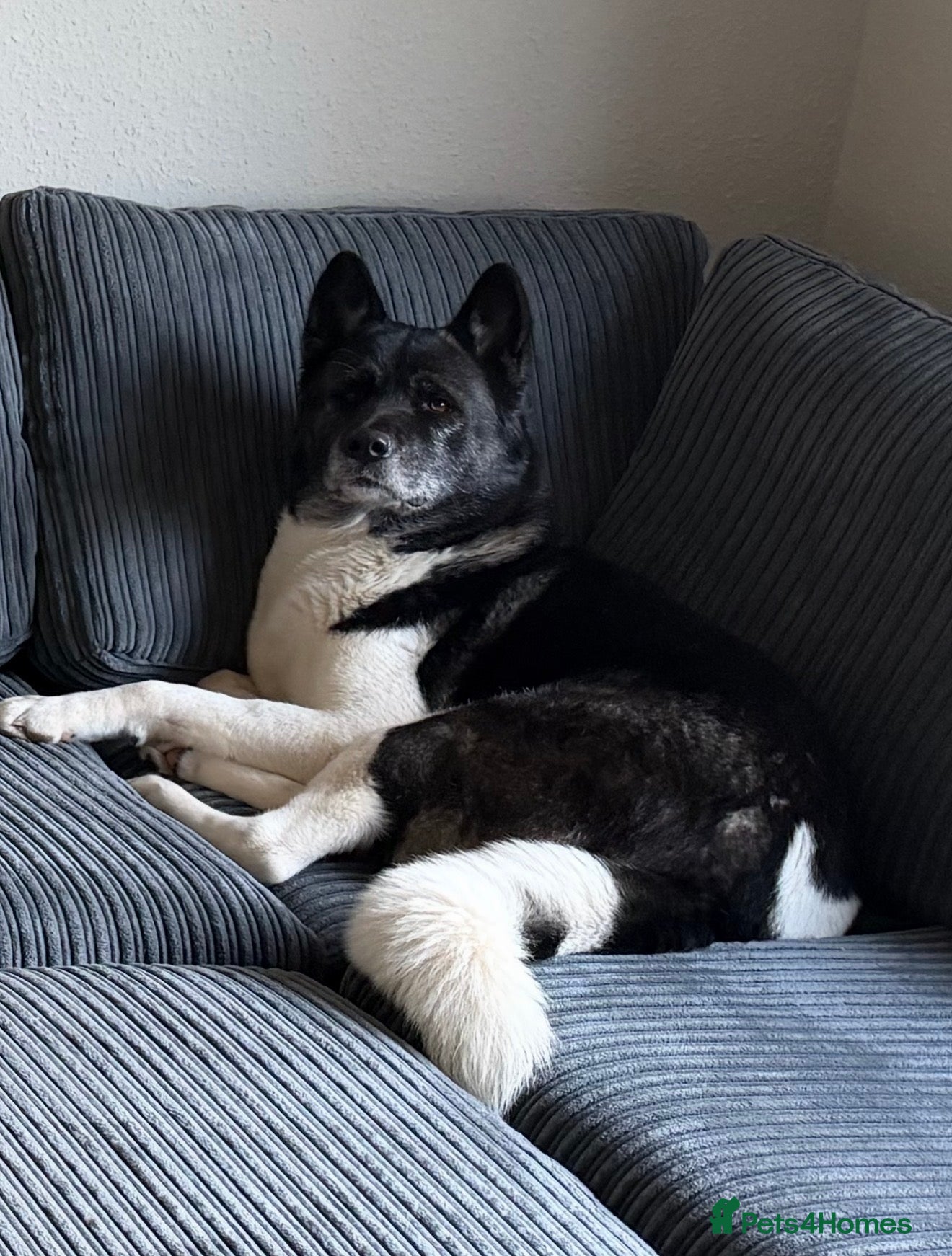 Akita dogs Adult-Only Home Needed – American Akita - Advert 1