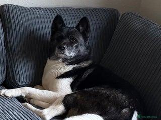 Akita dogs Emergency home needed before euthanasia - Advert 2