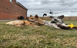 Mixed Breed dogs for sale: chowsky rare mearle mixed breed  - Image 3