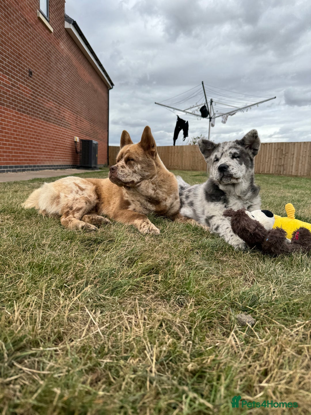 Mixed Breed dogs for sale: chowsky rare mearle mixed breed  - Image 3