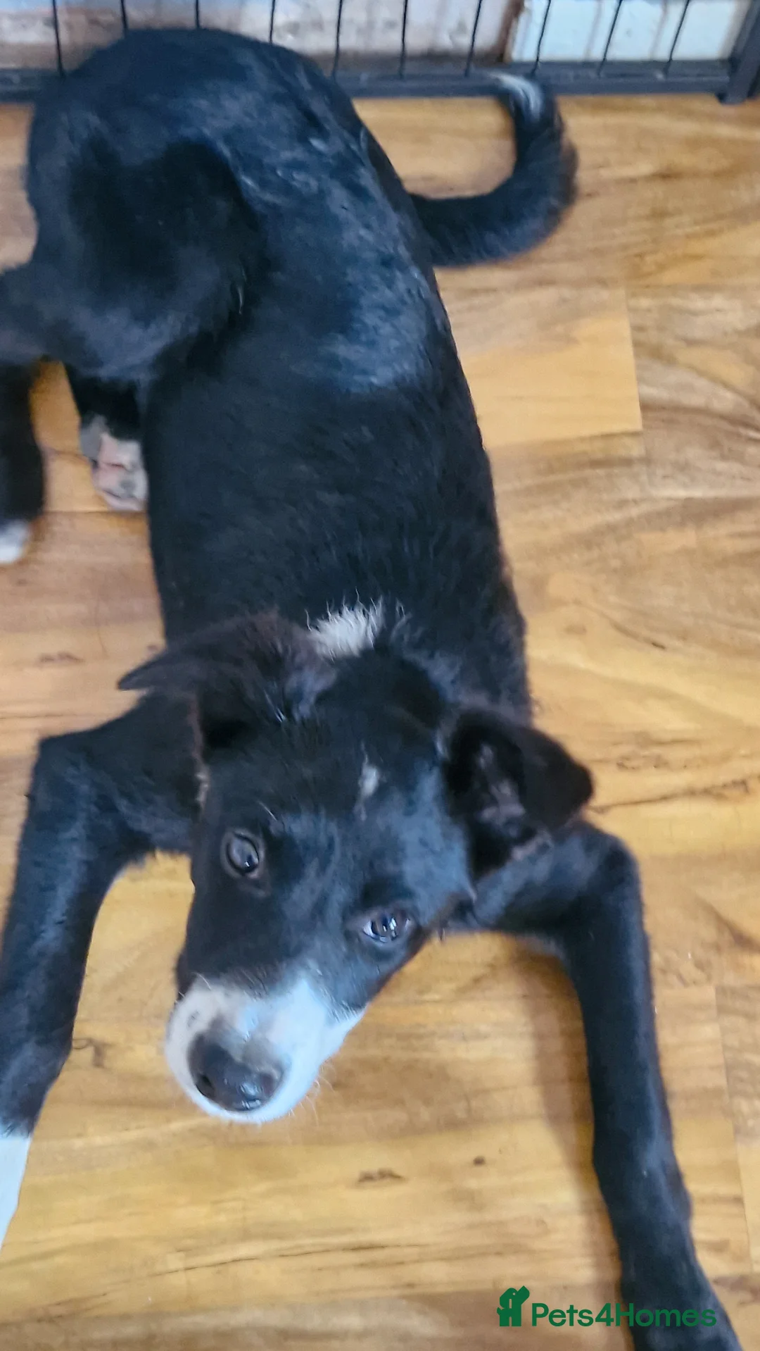 Border Collie dogs for sale: Border collie  - Advert 1