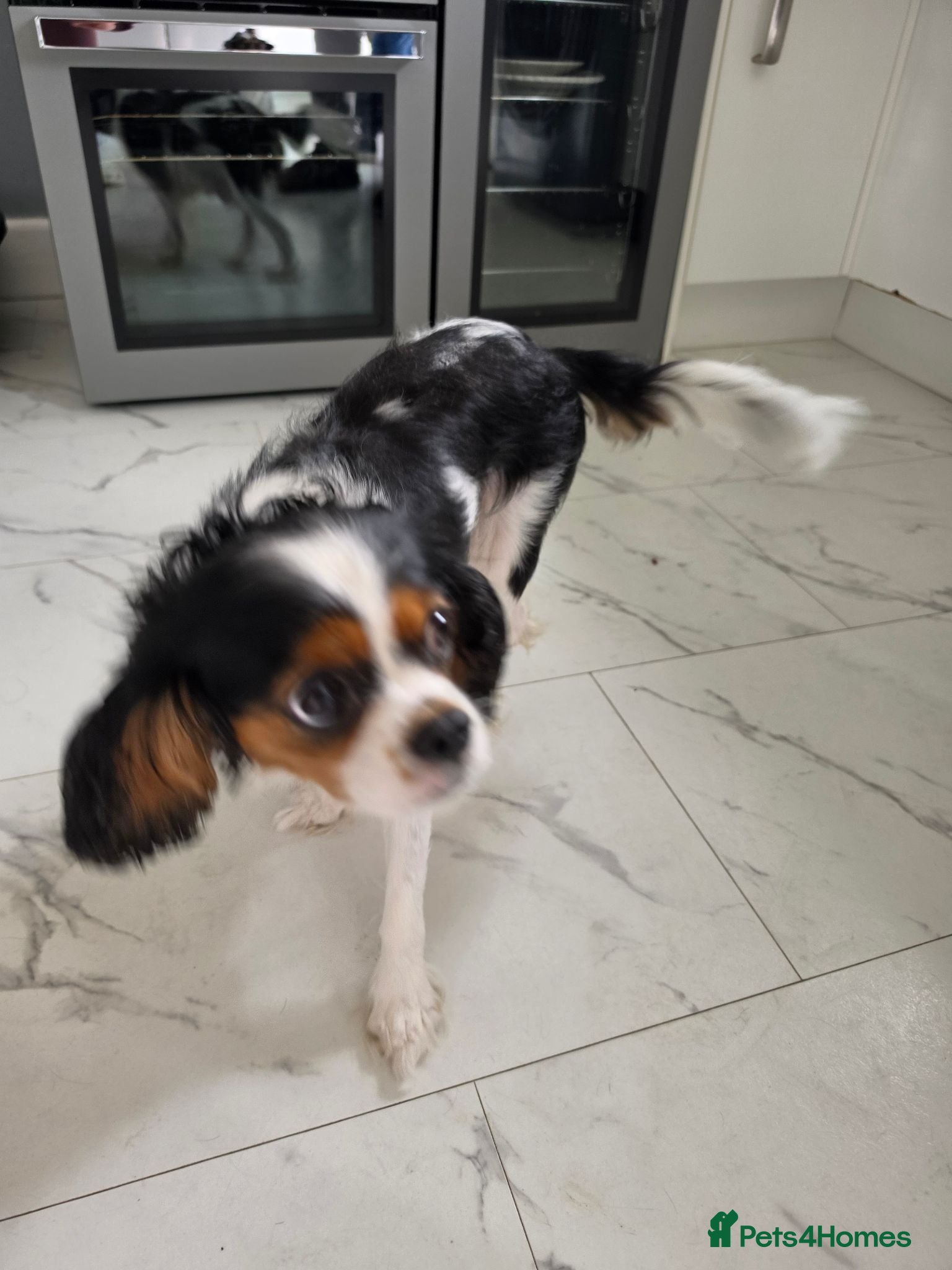 Mixed Breed dogs Chilliers puppies - Advert 1
