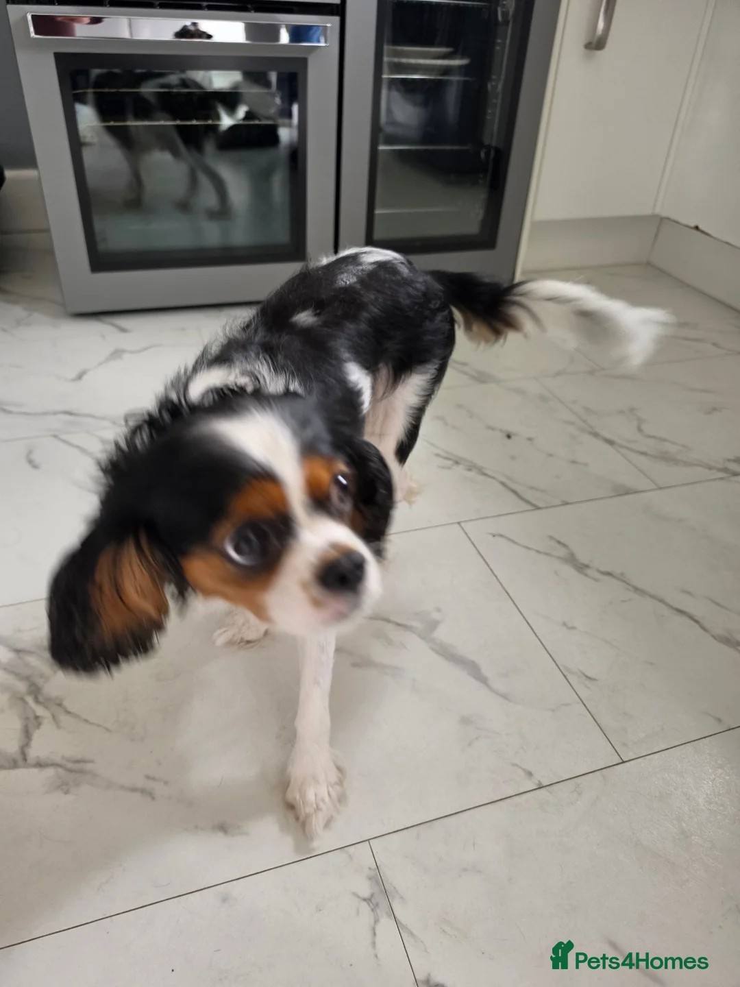 Mixed Breed dogs for sale: Chilliers puppies in Newcastle upon Tyne - Advert 1