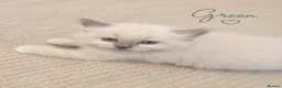 Ragdoll cats for sale: Beautiful ragdoll kittens ready to reserve.    - Advert 9