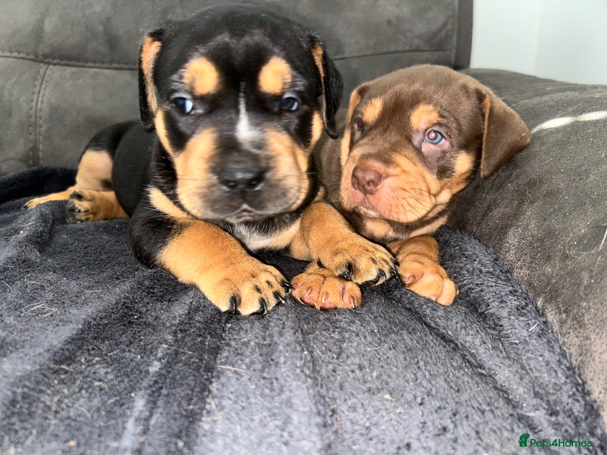 Mixed Breed dogs Beautiful puppers seeking their forever homes.  - Advert 8