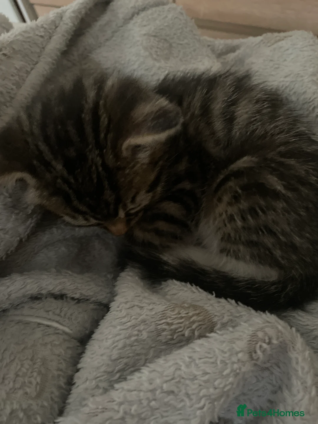 Mixed Breed cats for sale: 4 tabby kitten - Advert 2